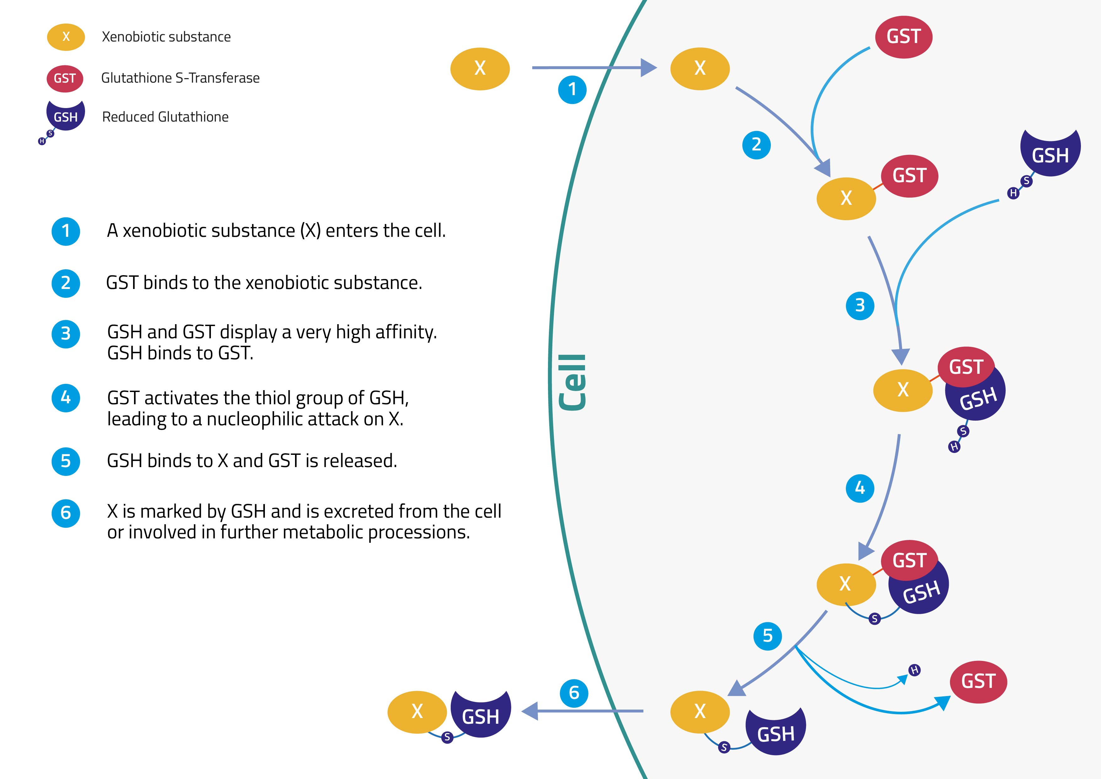 GSTTag Definition & Data